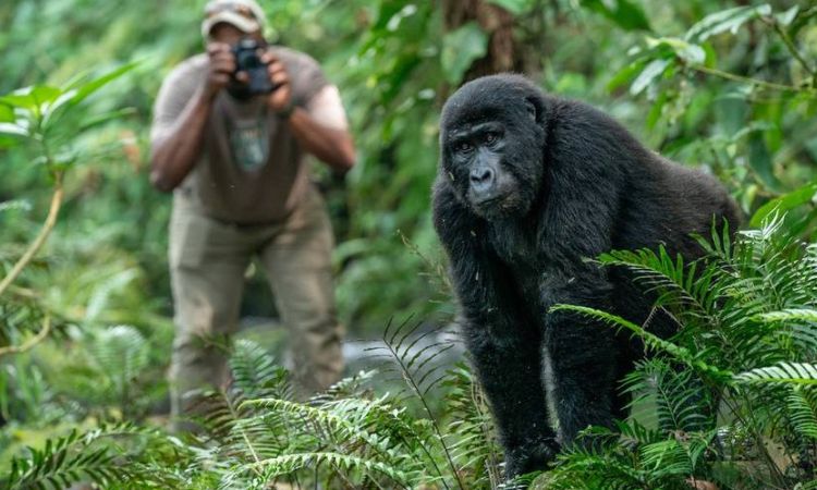 Gorilla Trekking: What to Expect