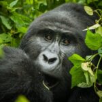 Why Visit Uganda?