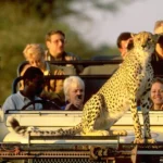 Top 5 Must-Visit National Parks